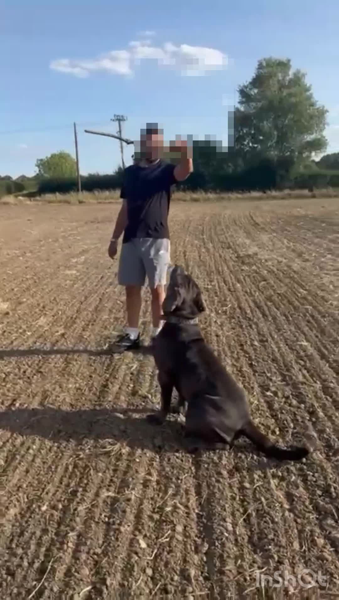 Cane Corso dogs for stud: Baloo  - Video 2