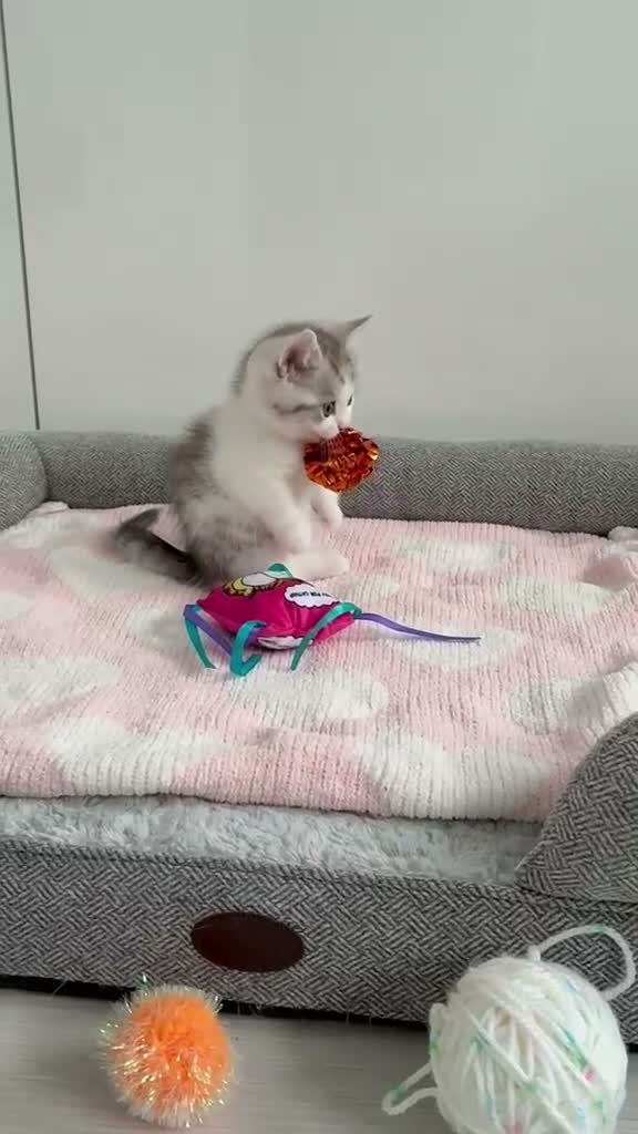 Munchkin cats for sale: ✨ **A tiny hug in a mug** ✨ - Video 1