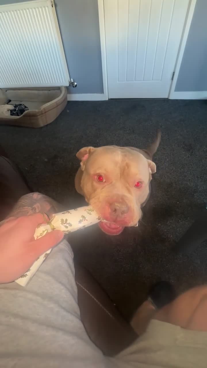 American Bully dogs for stud: Pocket bully for STUD - Video 3