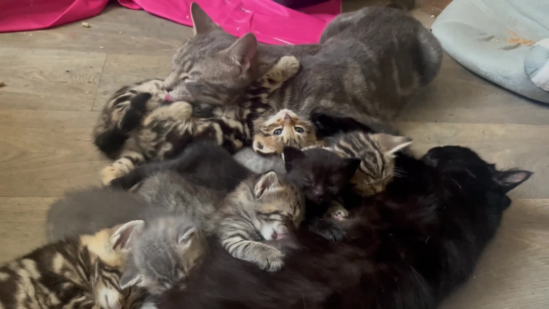 British Shorthair cats for sale: READY NOW British Short Hair x Bengal Kittens - Video 4