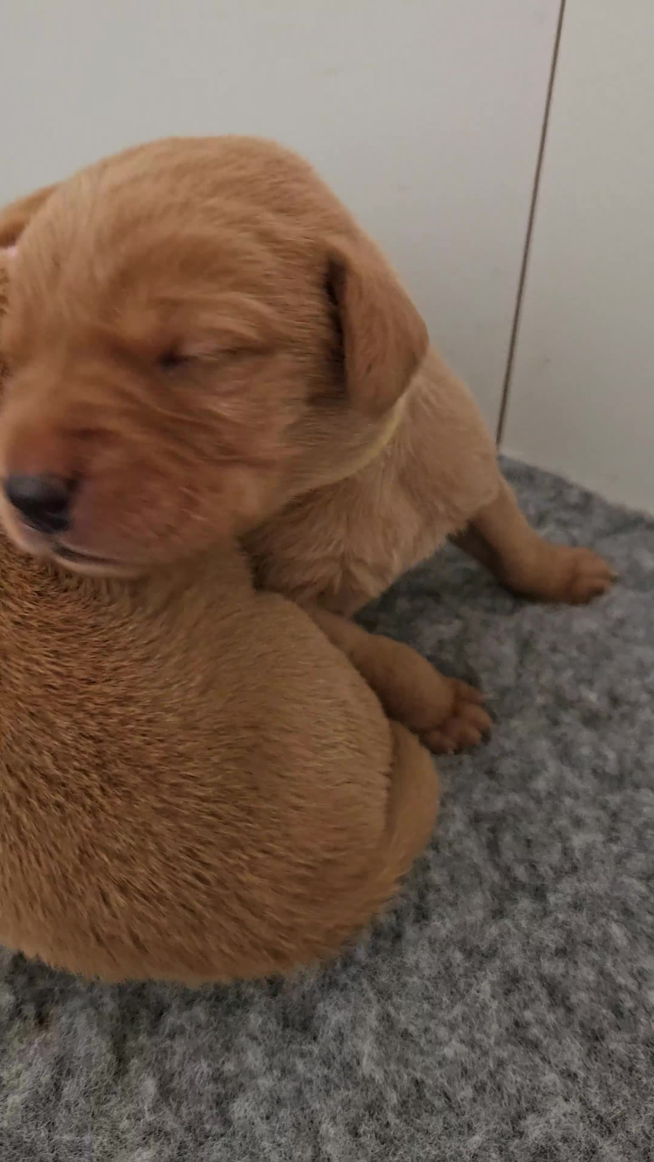 Labrador Retriever dogs for sale: Fox Red Labrador Retriever KC Registered puppies in Wetherby - Video 3