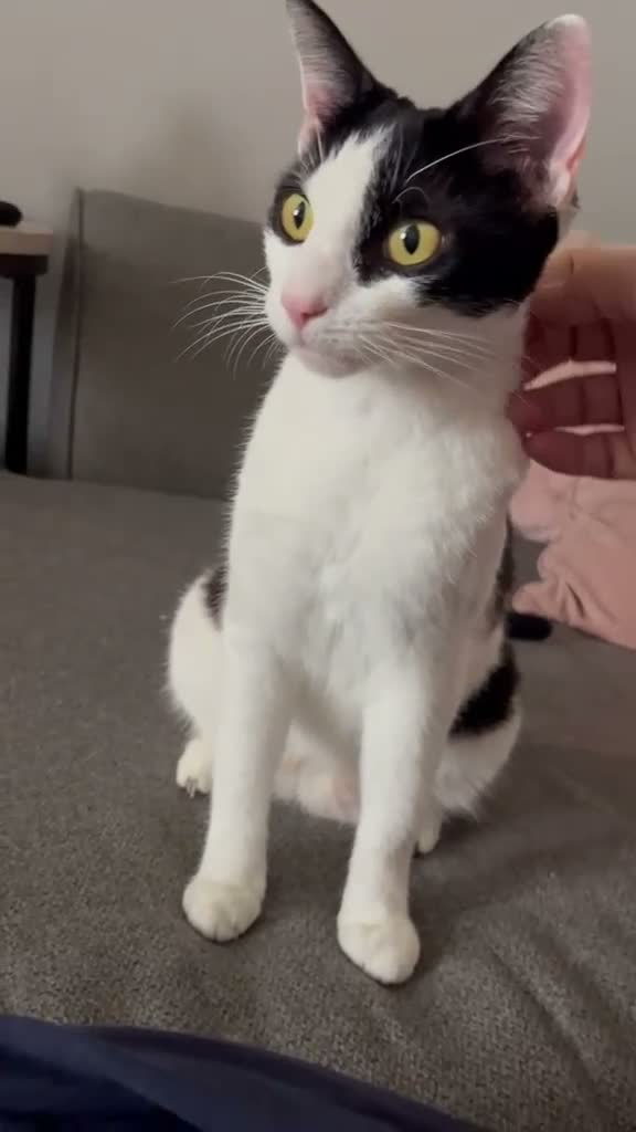 Domestic Shorthair cats for adoption: Young rescue cat looking for her own home - Video 1