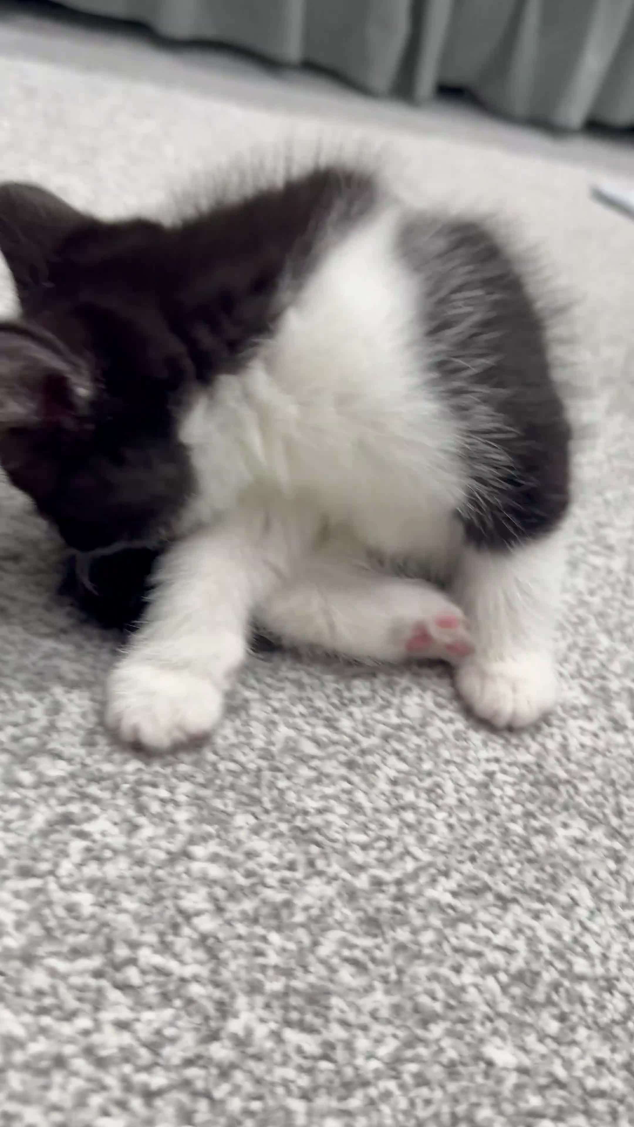 Ragdoll cats for sale: 2 stunning ragdoll kittens and 2 ragdoll x bengal  - Video 2