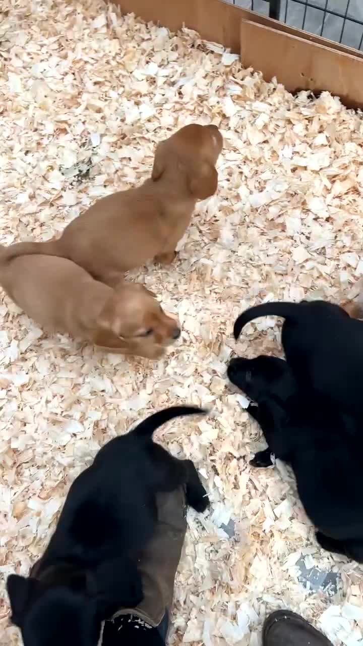 Cockerdor dogs for sale: 9 gorgeous cockerdor puppies  - Video 1