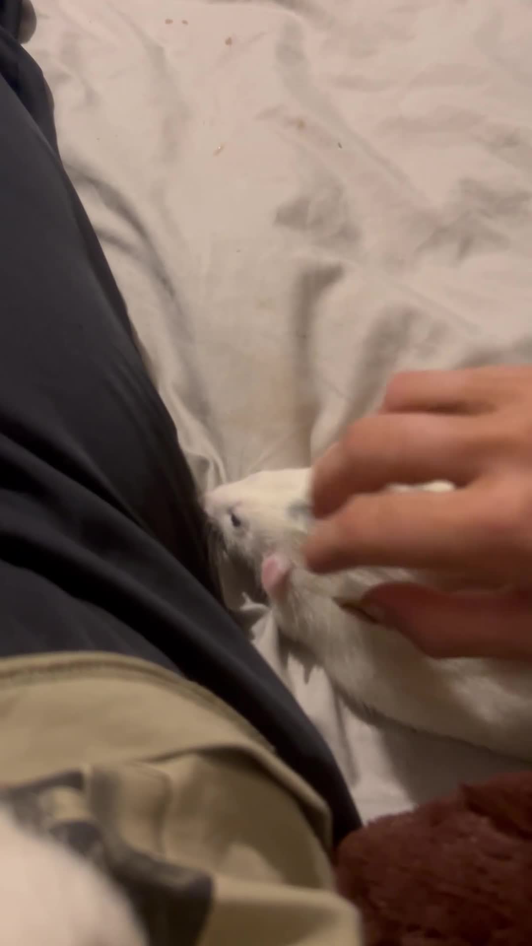 Rat rodents for sale: Two Male Rats  - Video 2
