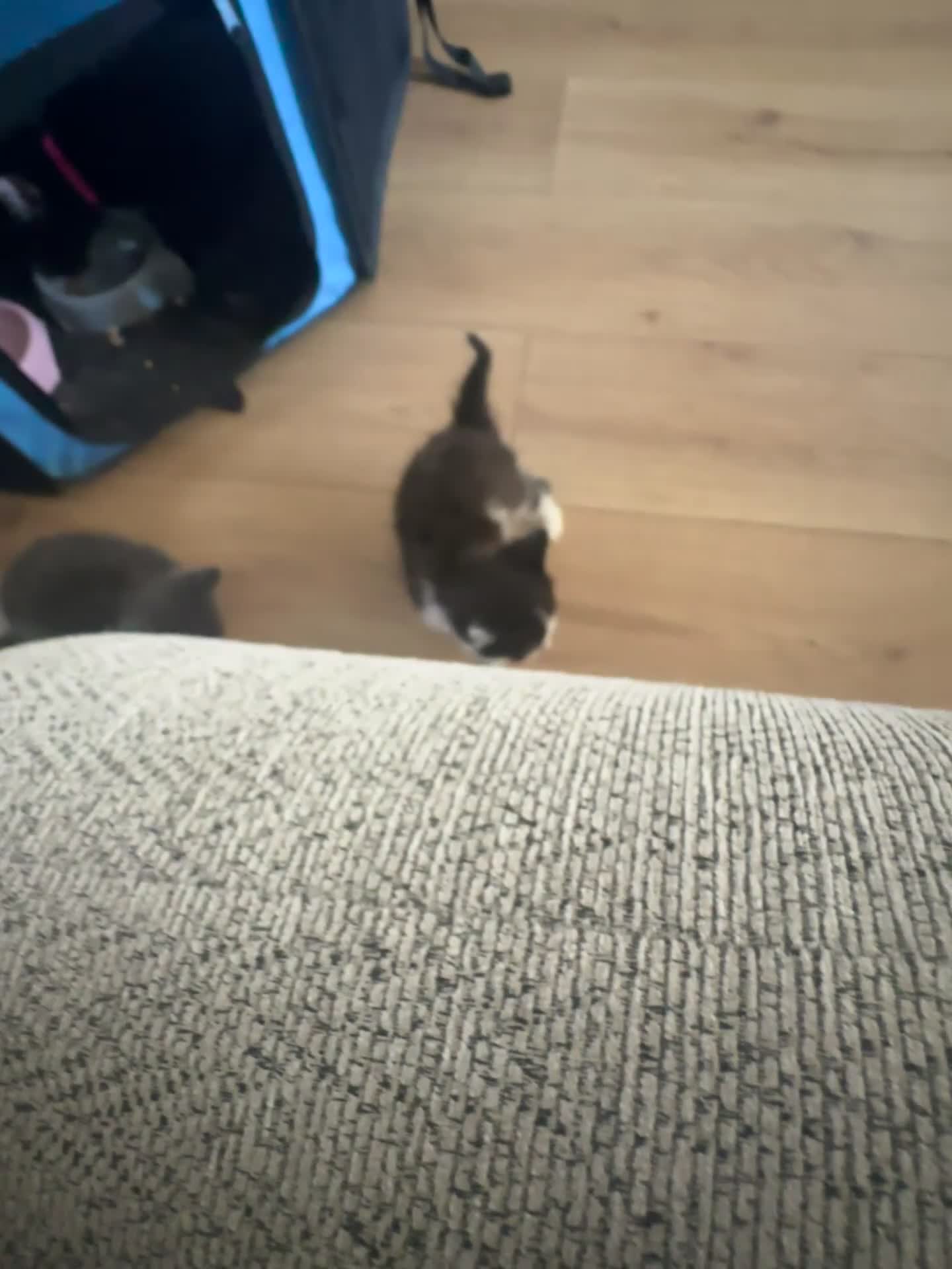 Mixed Breed cats for sale: Mixed breed kittens - Video 2