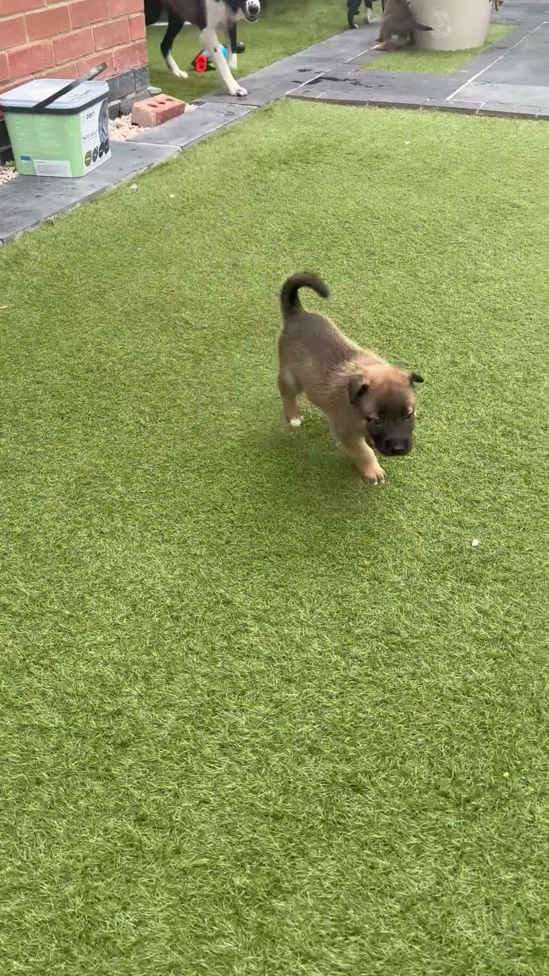 Mixed Breed dogs for sale: Border collie x Belgian Malinois  - Video 3