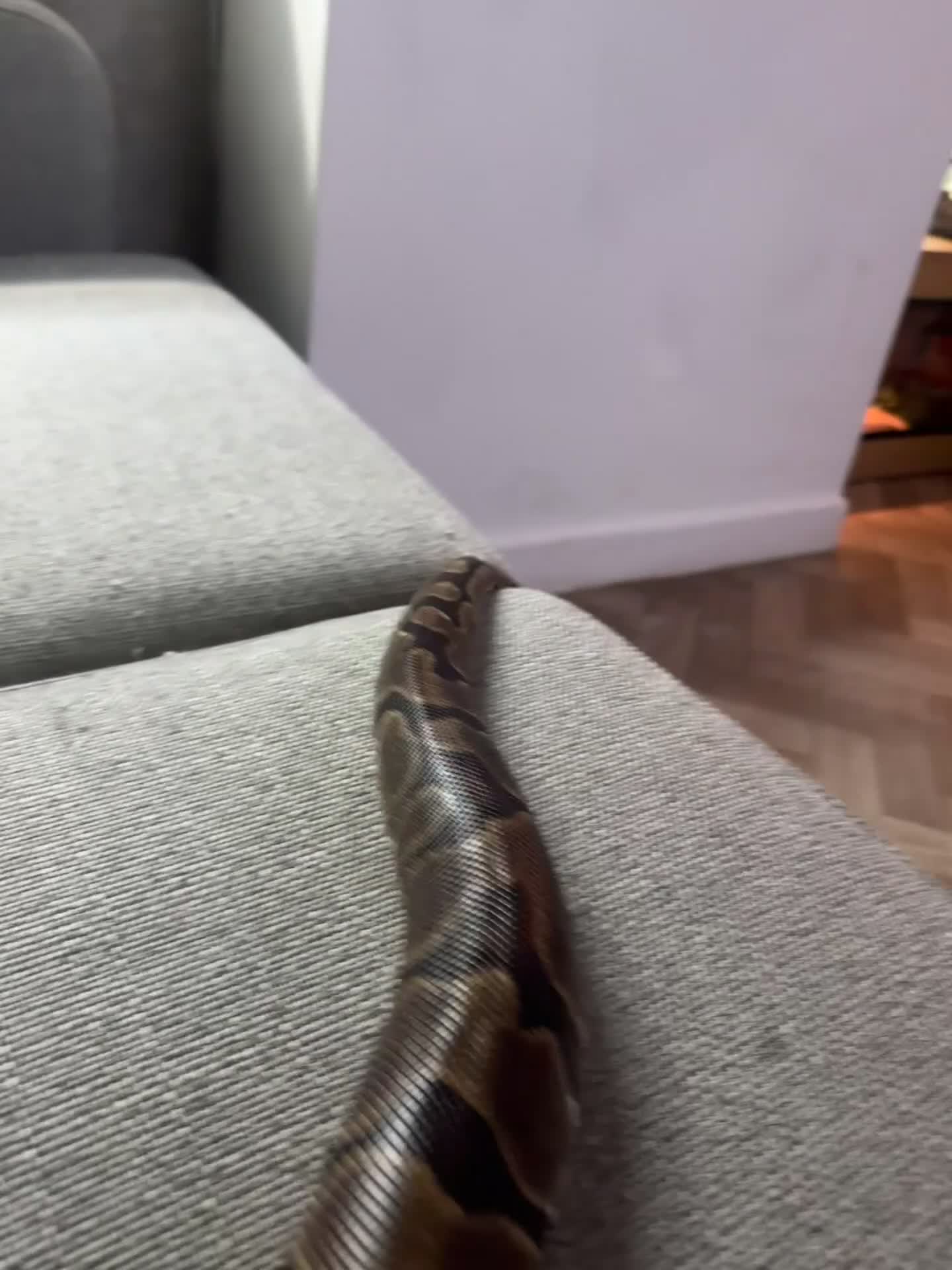 Snake reptiles for sale: 4ft tank and snake  - Video 1
