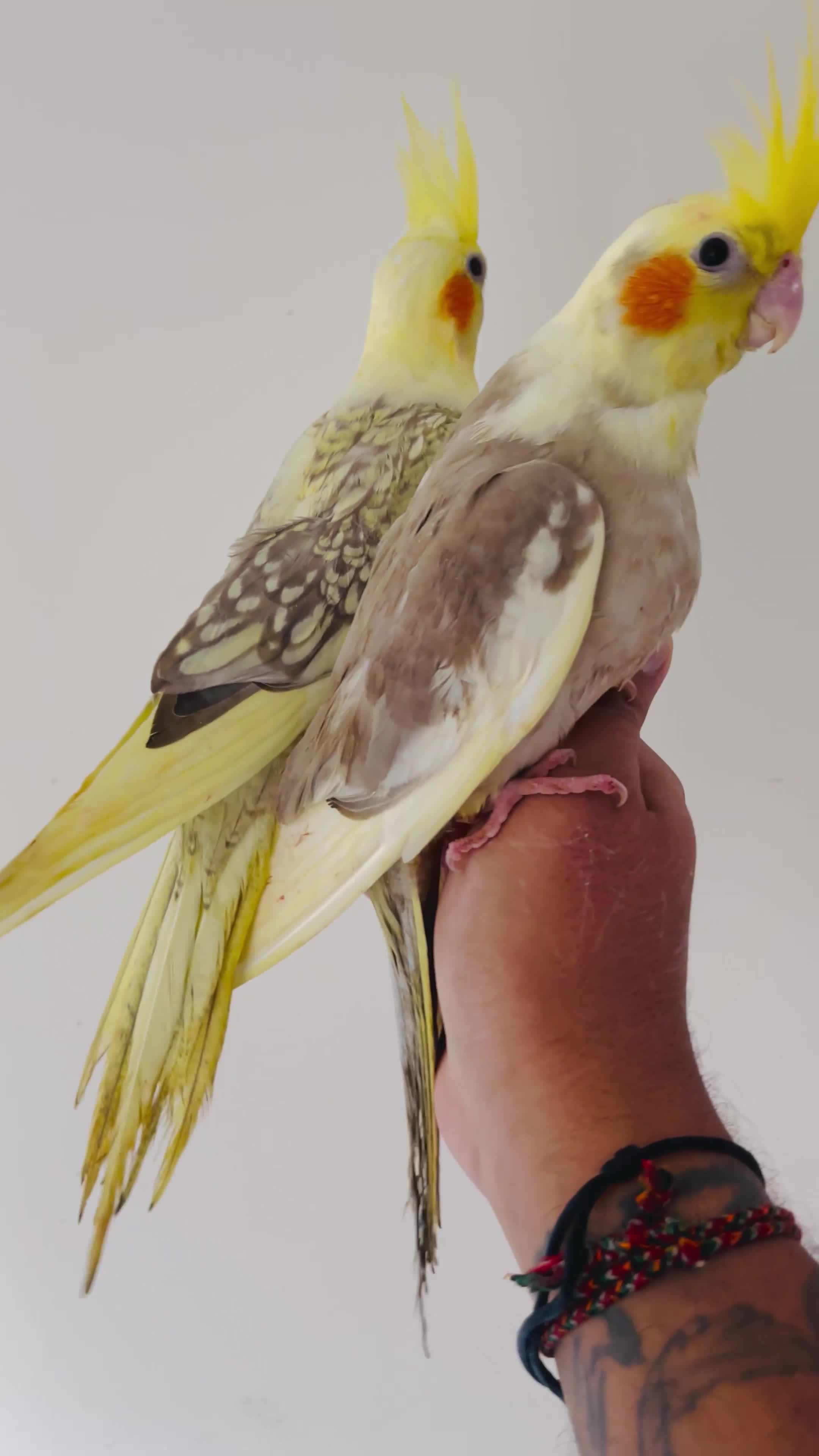 Cockatiels birds for sale: Hand reared cockatiels for sale  - Video 2
