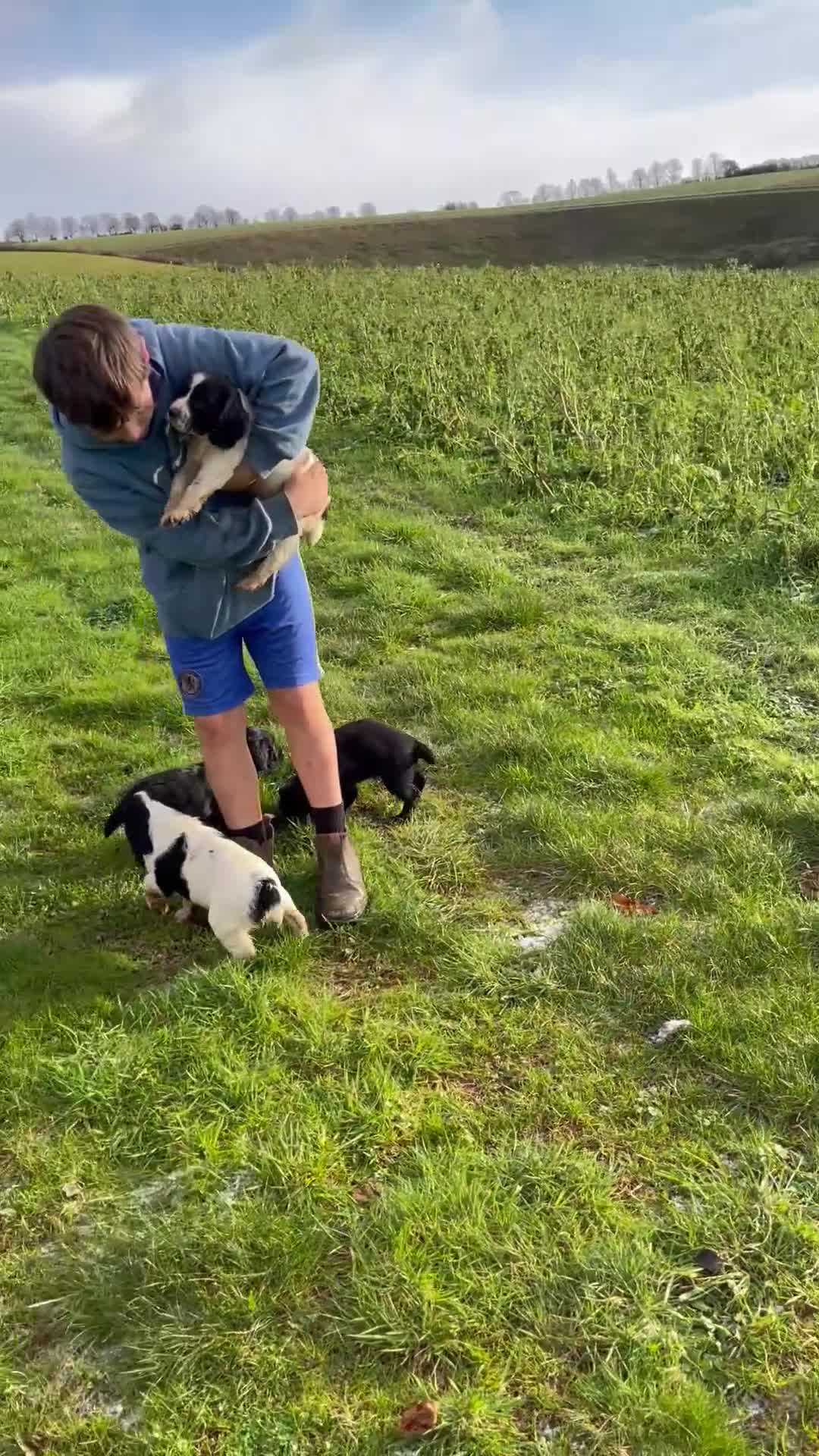 Sprocker dogs for sale: F1 Sprocker Spaniel puppies docked.  - Video 1