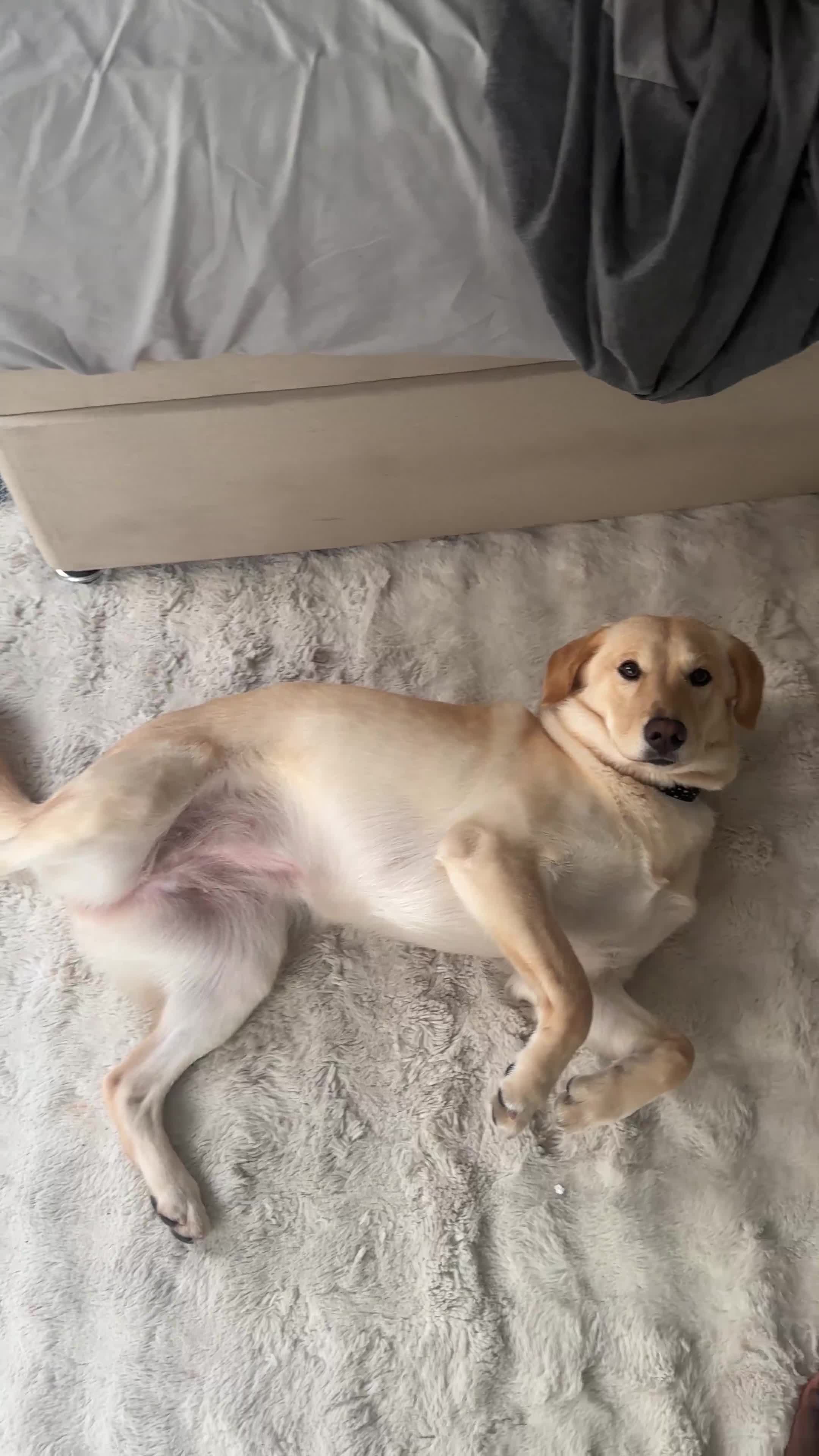 Mixed Breed dogs for sale: 14-Month Husky Labradoodle mix Looking for Home - Video 1