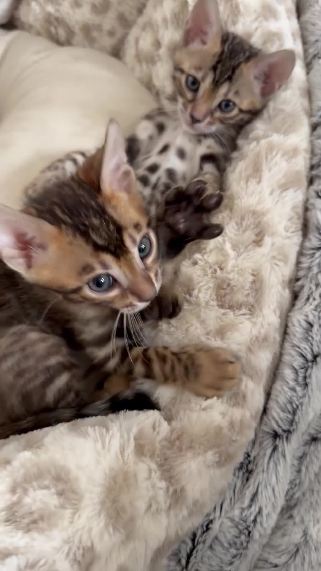 Bengal cats for sale: Pure Bengal Kittens, Ready NOW  - Video 3