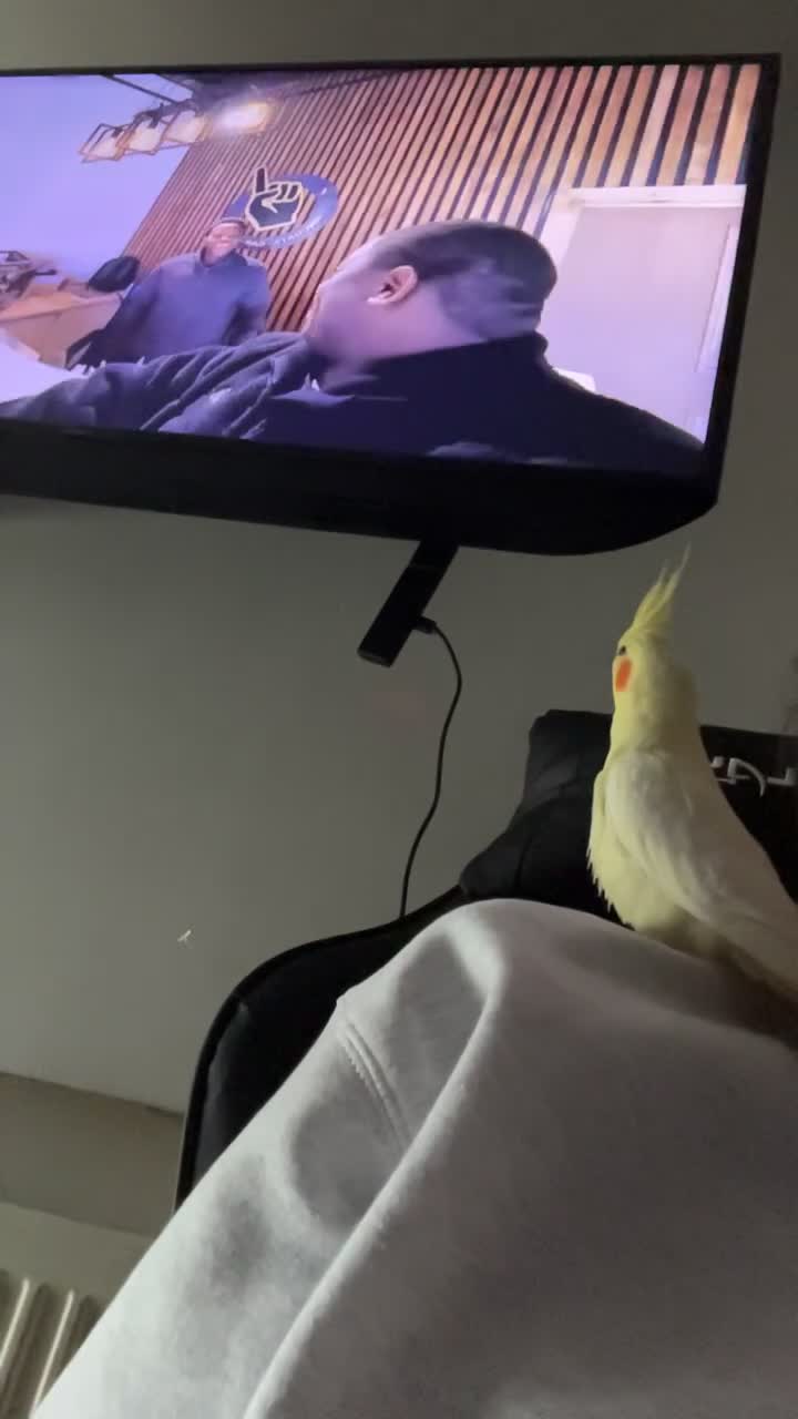 Cockatiels birds for sale: Hand tame cockateil - Video 1
