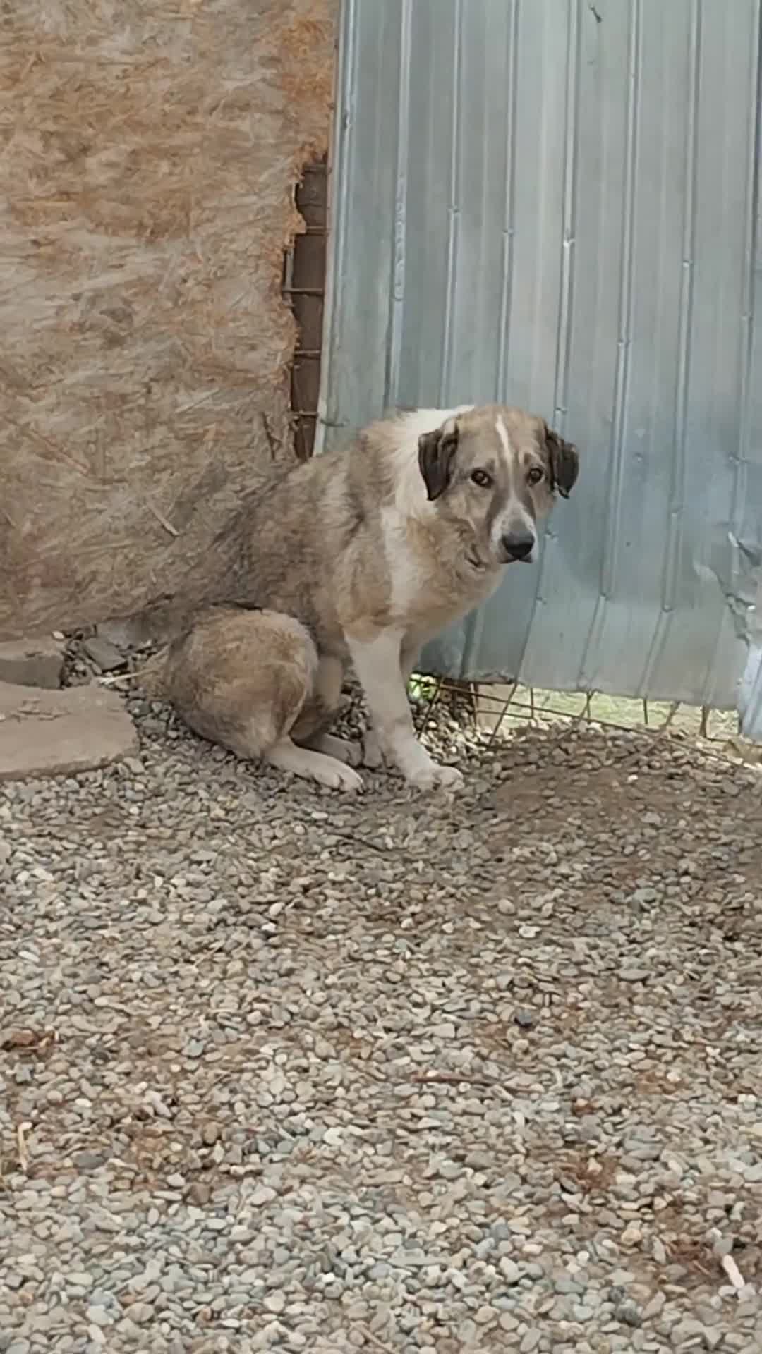 Mixed Breed dogs for adoption: Nelson 🐾 Five Years Waiting for a Real Life - Video 3