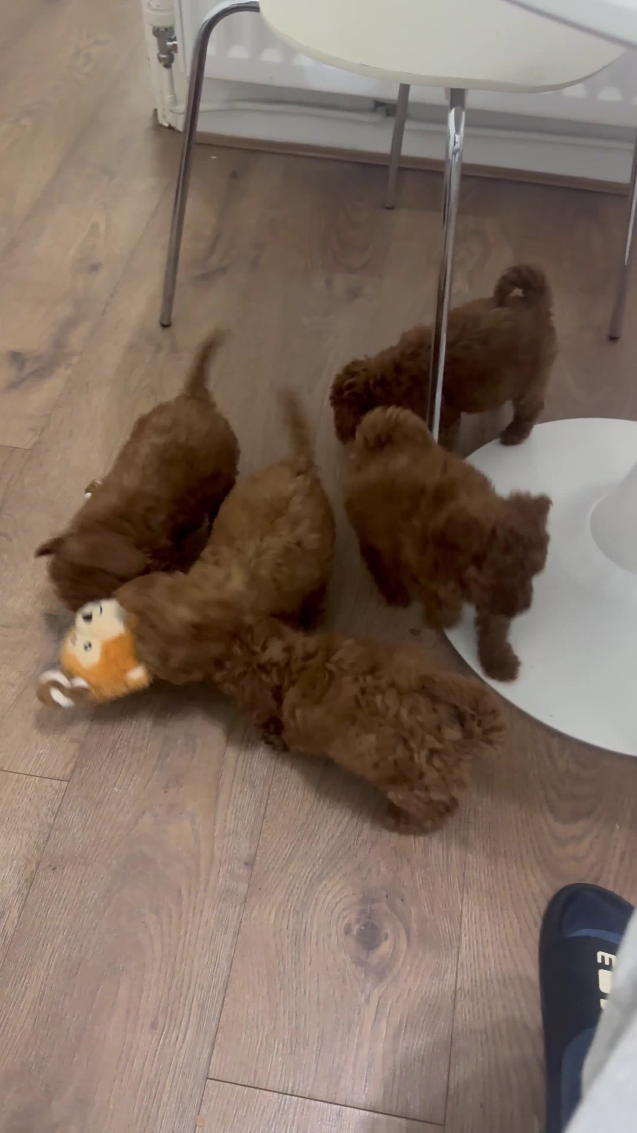 Miniature Poodle dogs for sale: 🐩 Outstanding Deep Red Miniature Poodle Puppies  - Video 1