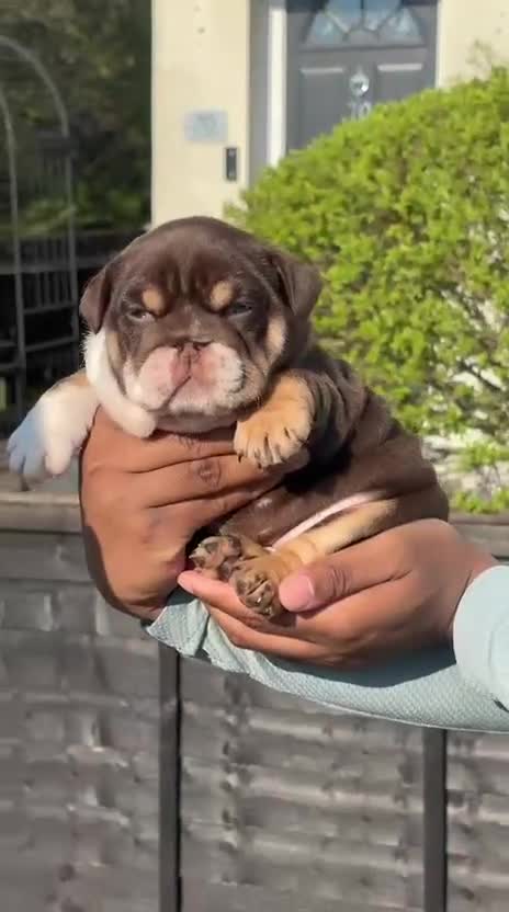 English Bulldog dogs for sale: English Bulldog  in Hoddesdon - Video 1