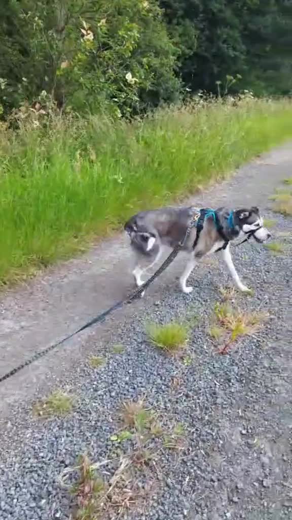 Mixed Breed dogs for adoption: Gus is ready to steal your heart - Video 1