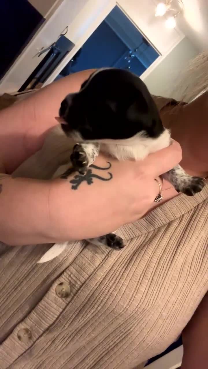 Mixed Breed dogs for sale: Mixed breed puppies  - Video 2