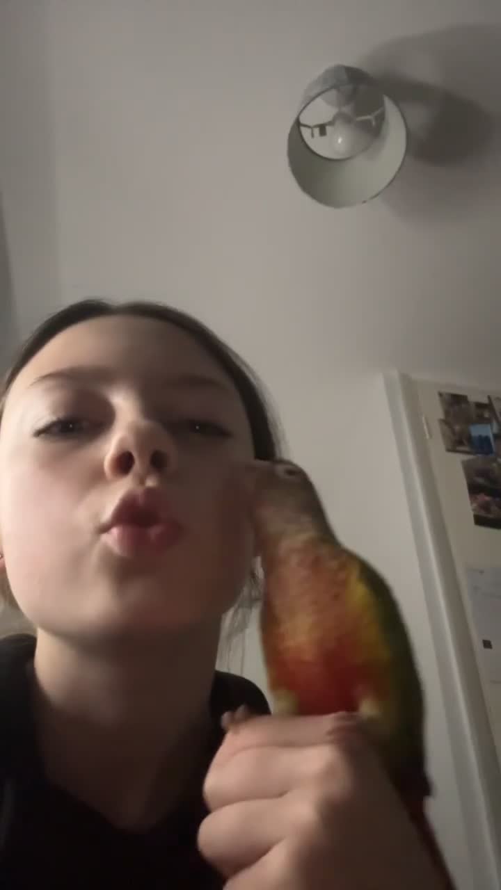 Conures birds for sale: Hand tame pineapple conure - Video 1