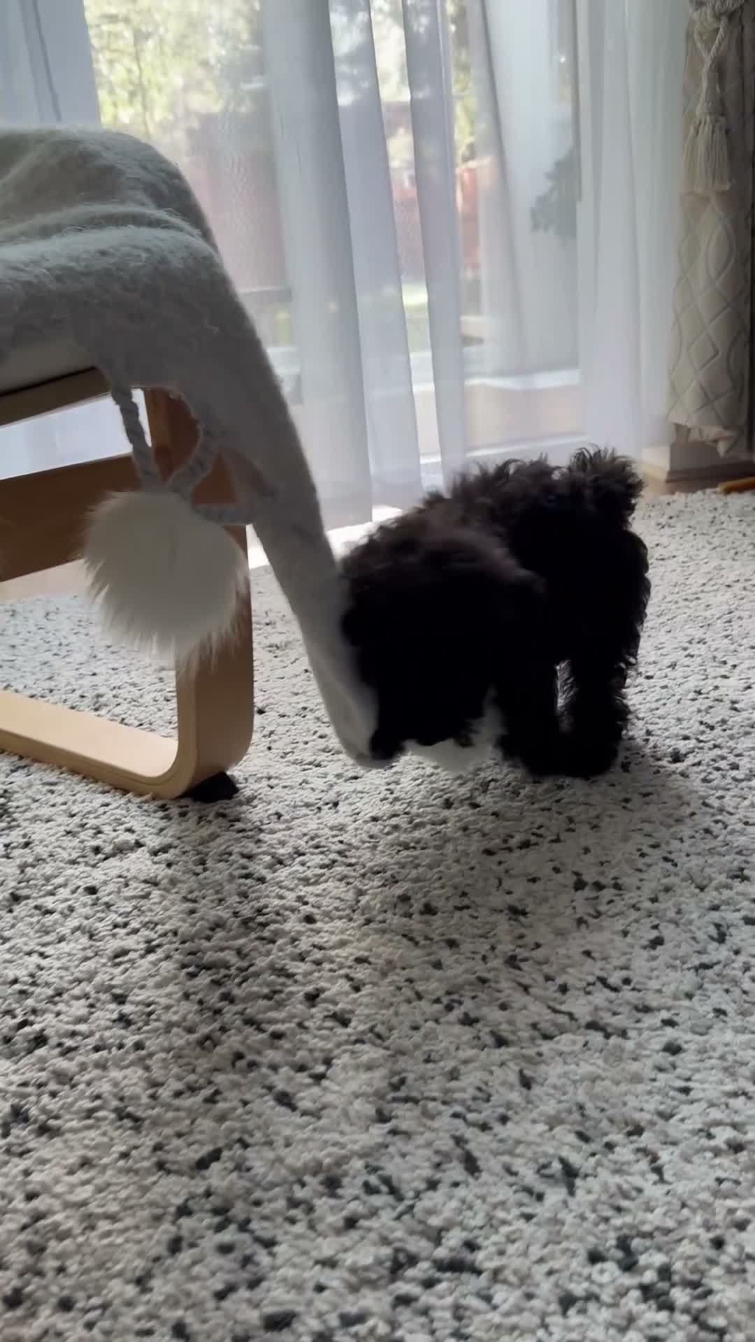 Toy Poodle dogs for sale: Beautiful Toy Poodle Puppy – Loving Home Needed in Hayes - Video 3