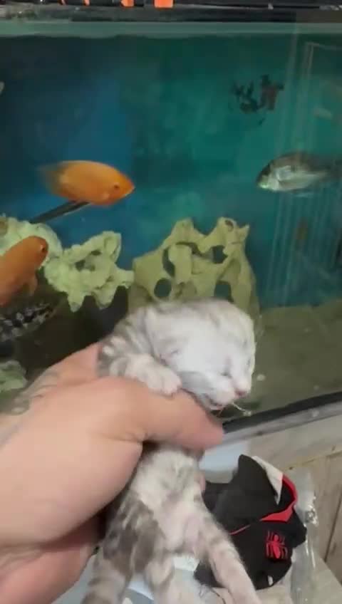 Maine Coon cats for sale: Maine coon x bsh kittens! - Video 3