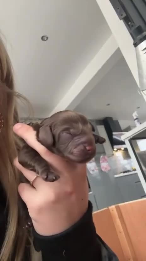 Cockapoo dogs for sale: F1b cockapoo puppies 3 boys 2 girls  - Video 1