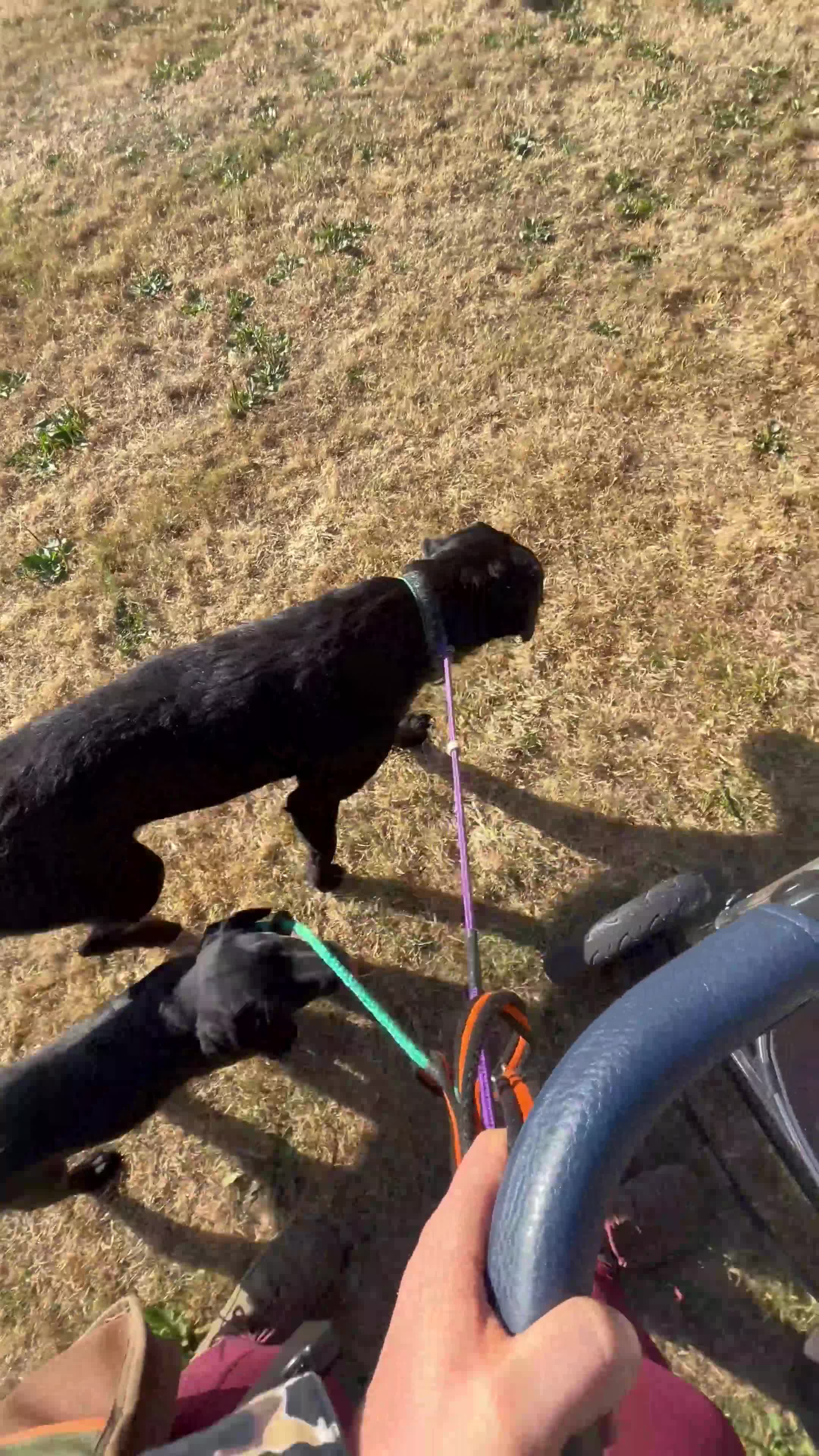 Labrador Retriever dogs for sale: Part Trainer Labradors - Pet/Assistance Dog/Gundog - Video 1