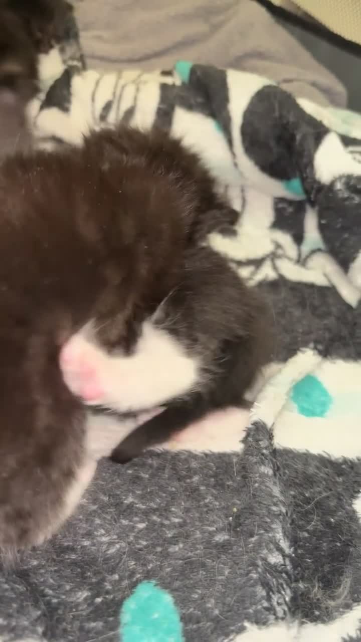 Mixed Breed cats for sale: 4 ragdoll x tuxedo kittens for sale! in Walsall - Video 1