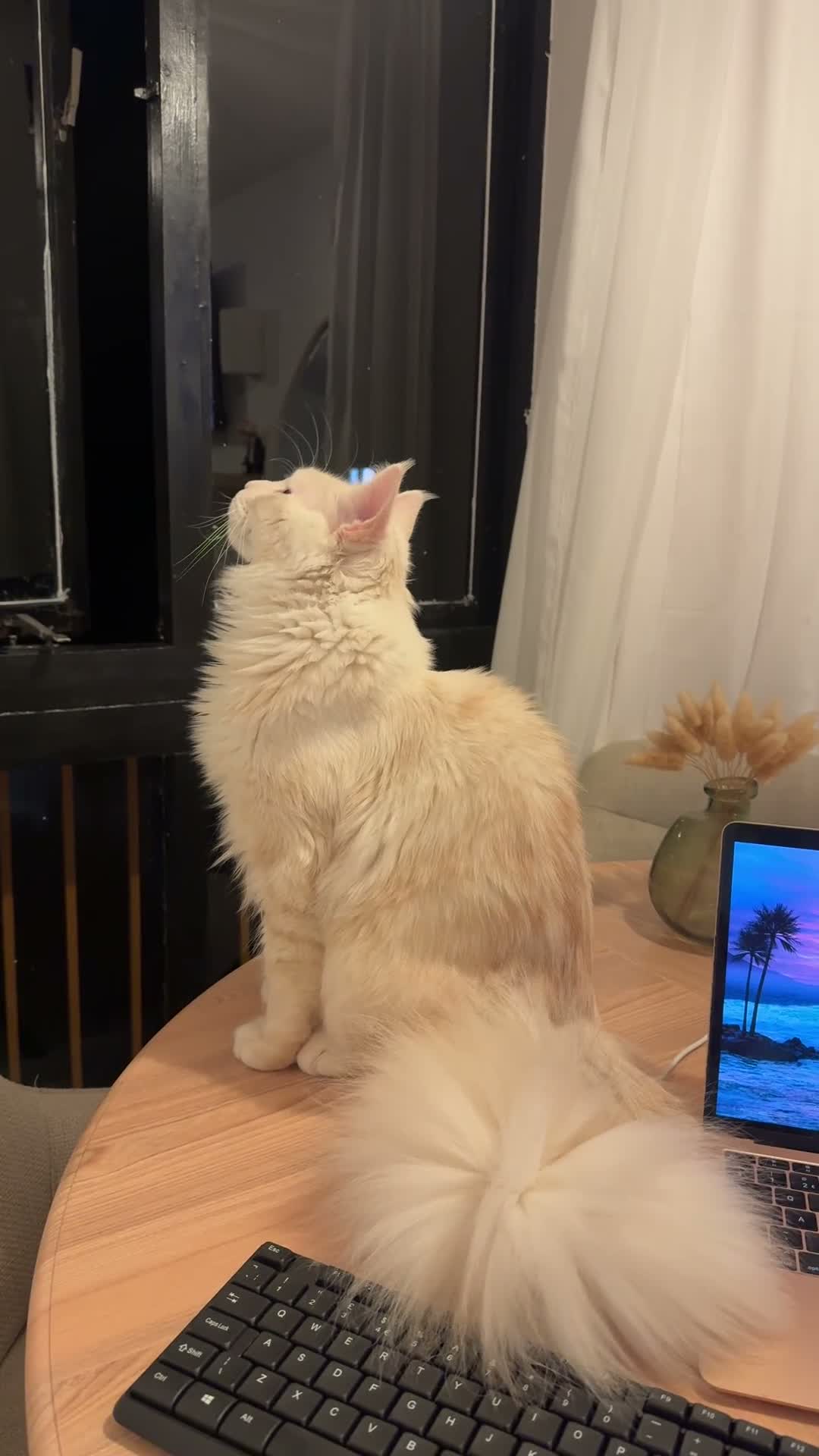 Maine Coon cats for sale: XL pedigree mainecoon - Video 1