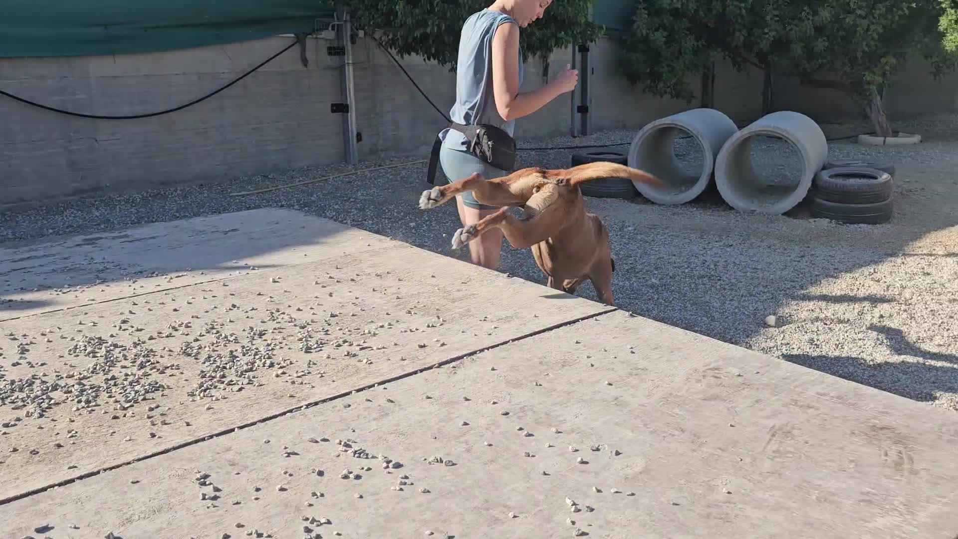 Staffordshire Bull Terrier dogs for adoption: Hazel - Spent a year chained to a tree! - Video 2