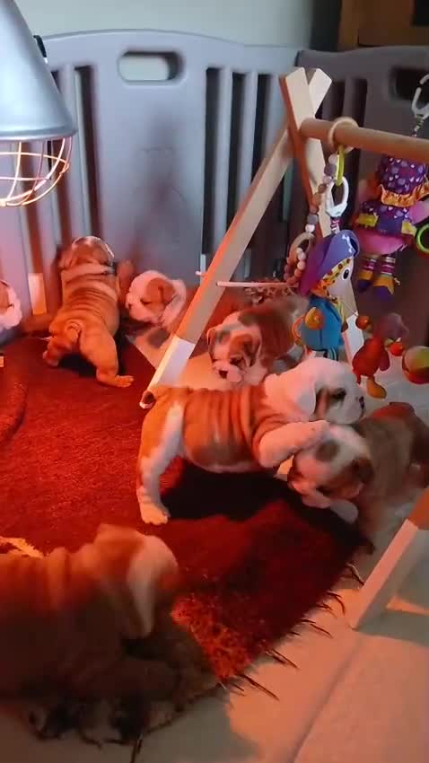 English Bulldog dogs for sale: English Bulldogs - Video 1