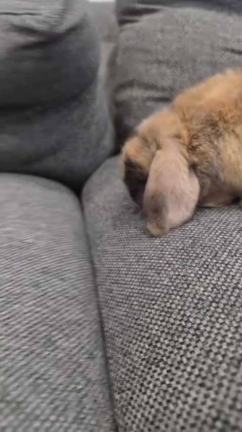 Mini Lop rabbits for sale: Purebred Minilops - 5 LEFT - Video 1