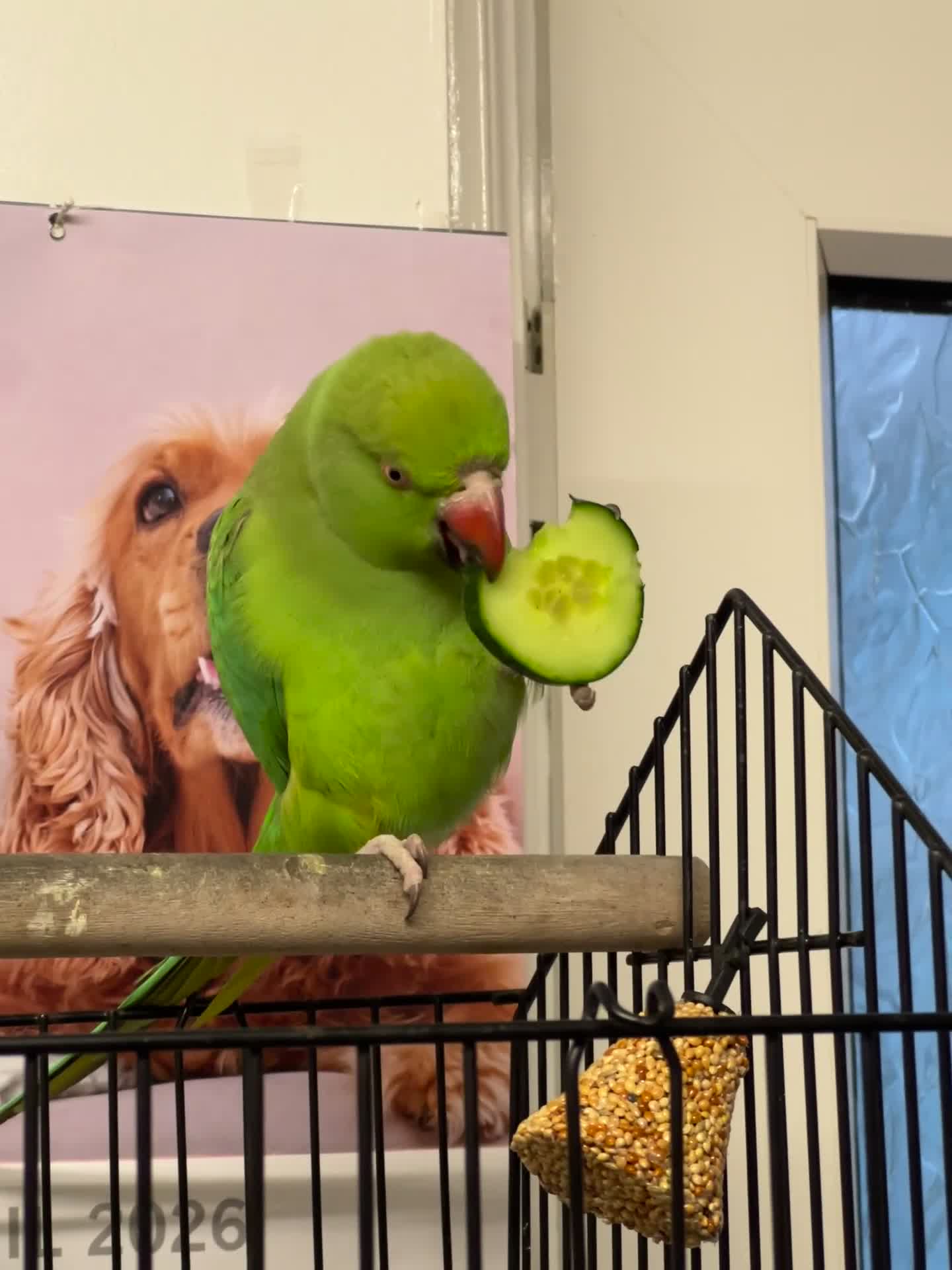 Ringnecks birds for sale: 2 years old Ria in Leigh - Video 1