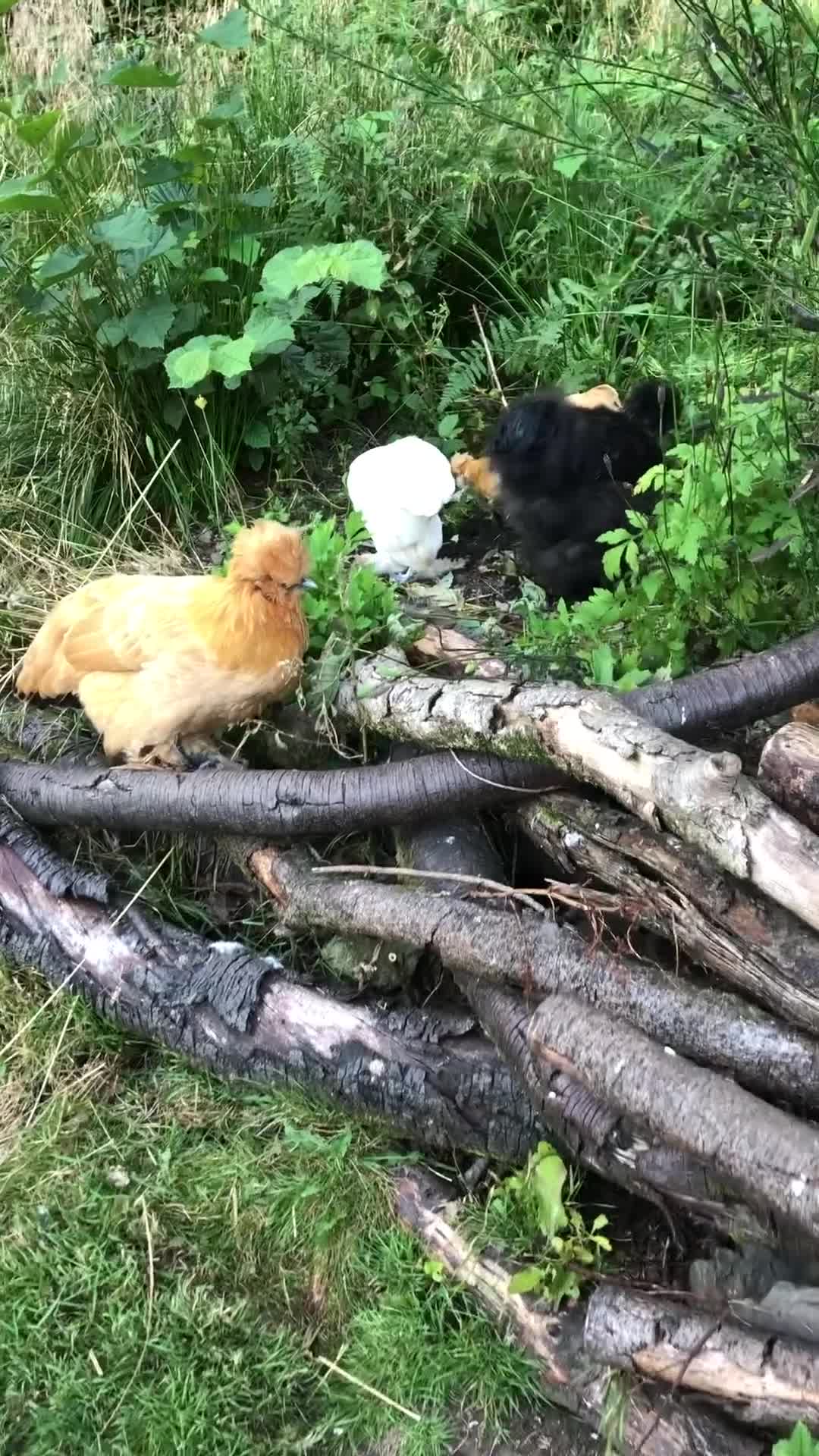 Chickens poultry for sale: Silkie x sablepoot pol hens  - Video 1
