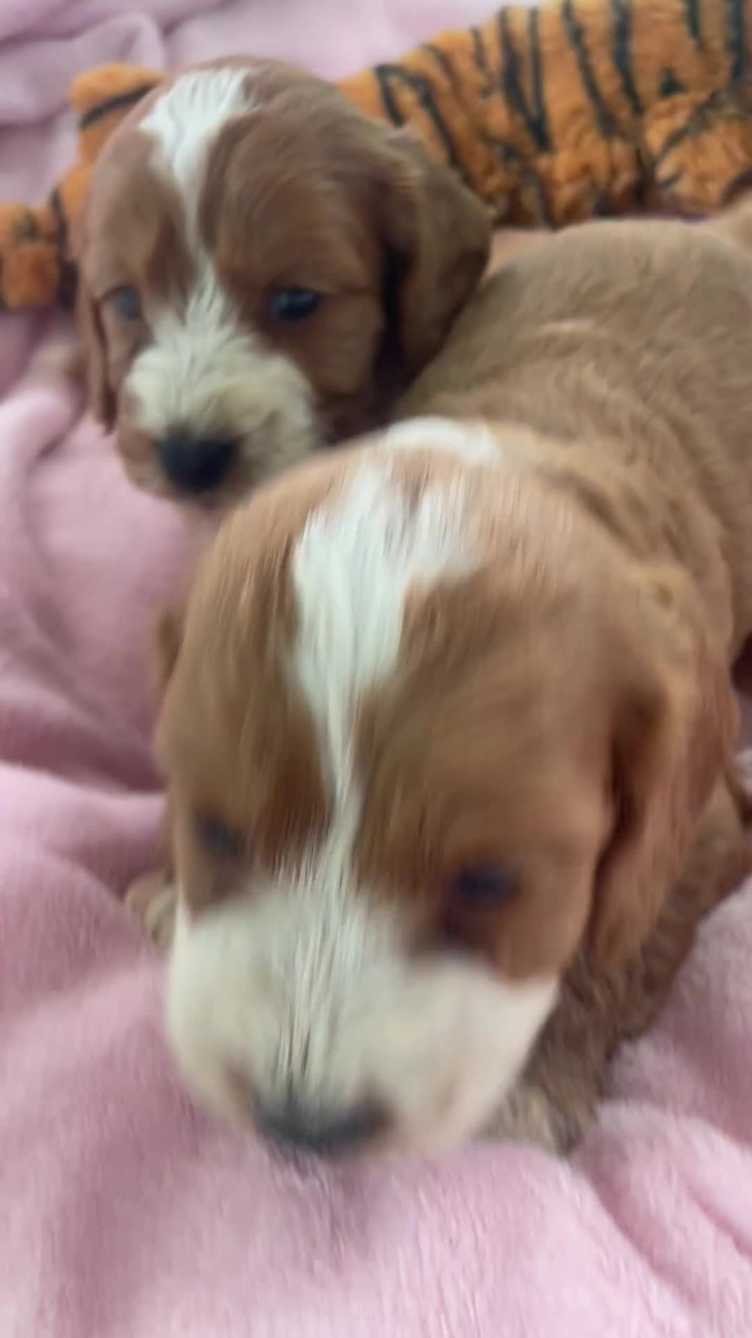 Cockapoo dogs for sale: F1 MINIATURE SHOW-LINE COCKAPOO PUPPIES   - Video 1