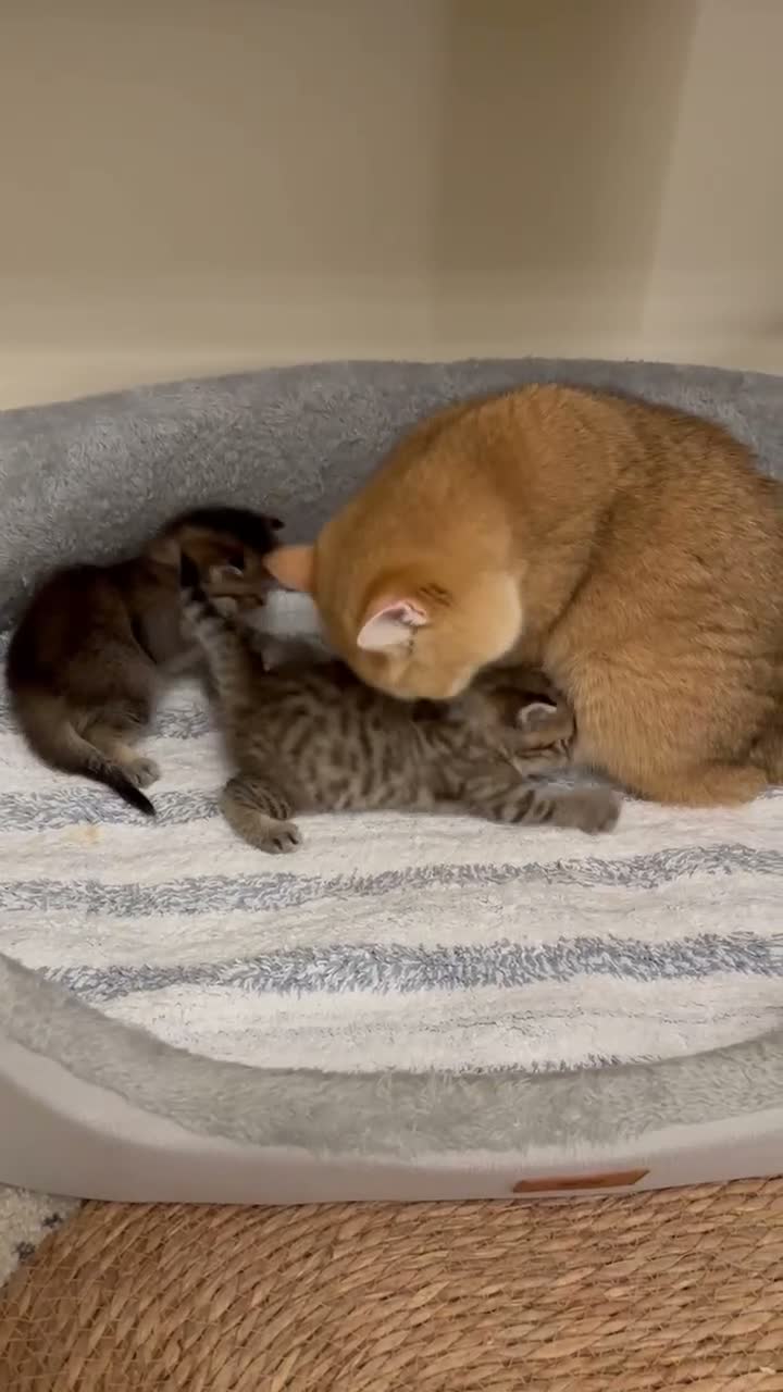 British Shorthair cats for sale: Pedigree British Shorthair  - Video 3