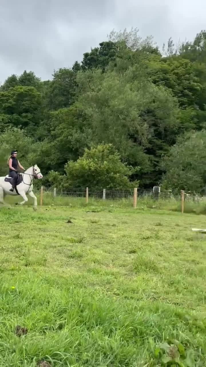 Irish Cob horses for sale: 14.1/2 9yr old cob gelding all-rounder  in Newcastle upon Tyne - Video 2