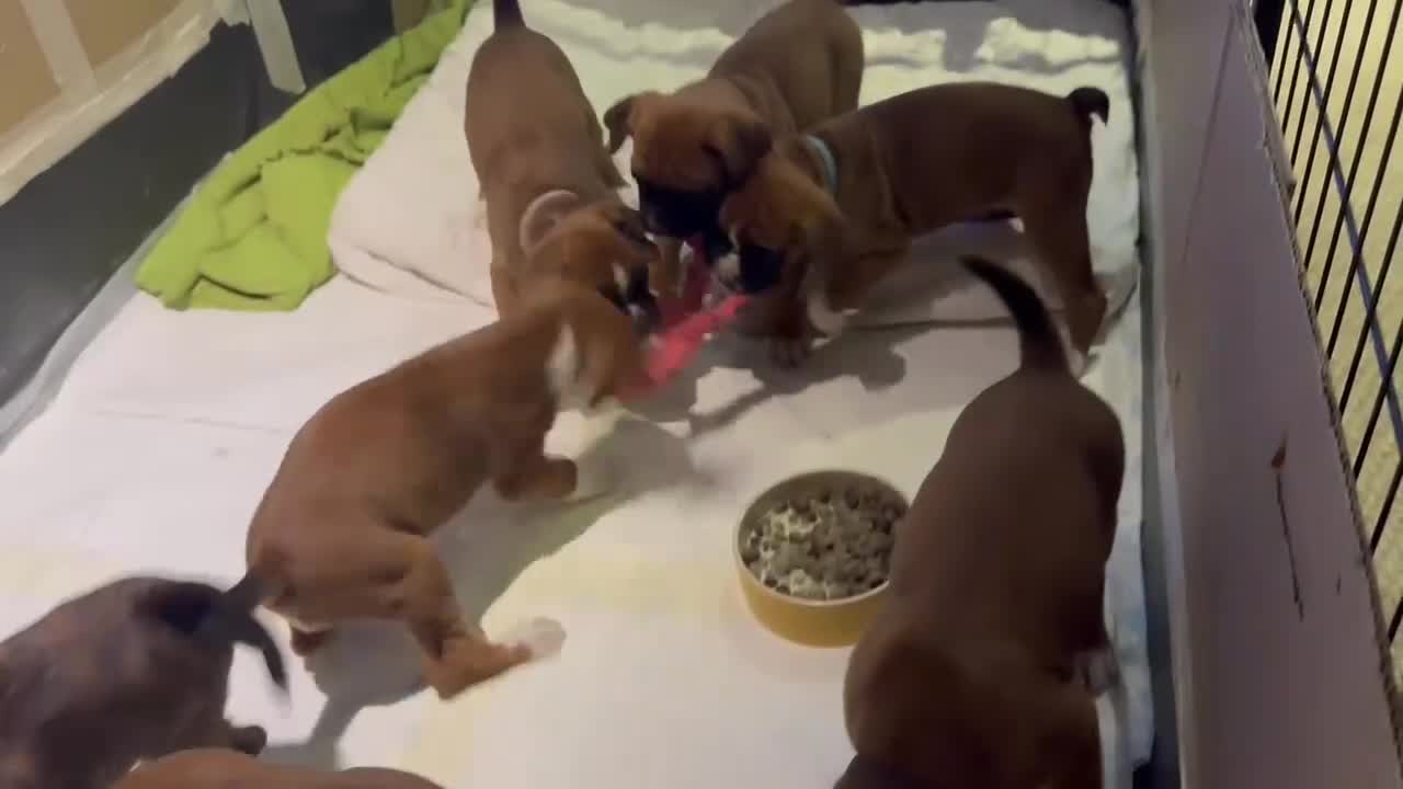 Boxer dogs for stud: 💥 STUNNING 37KG PROVEN RED & BLACK MASK STUD 💥 in Rotherham - Video 1