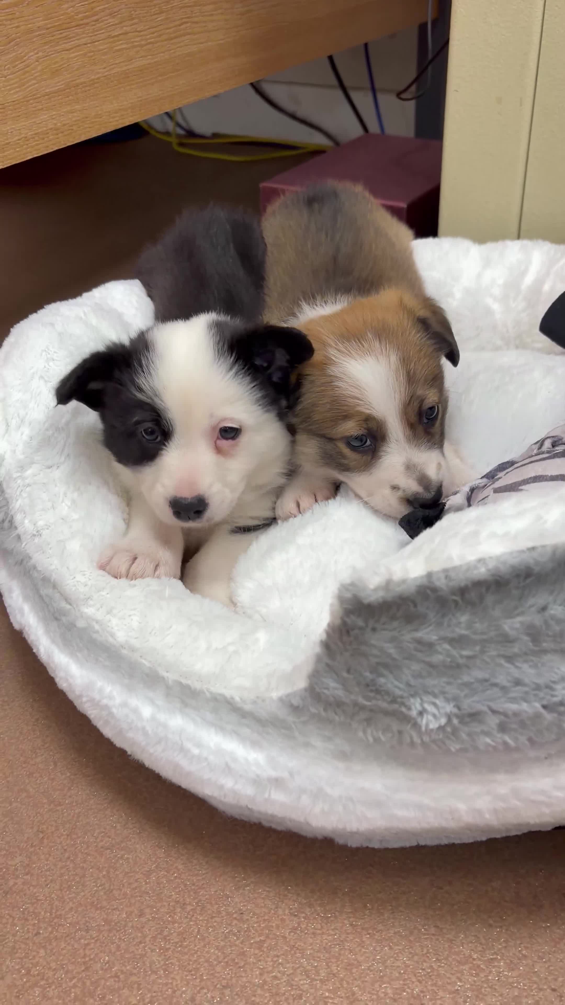 Mixed Breed dogs for sale: Corgi x Collie in Bangor - Video 1