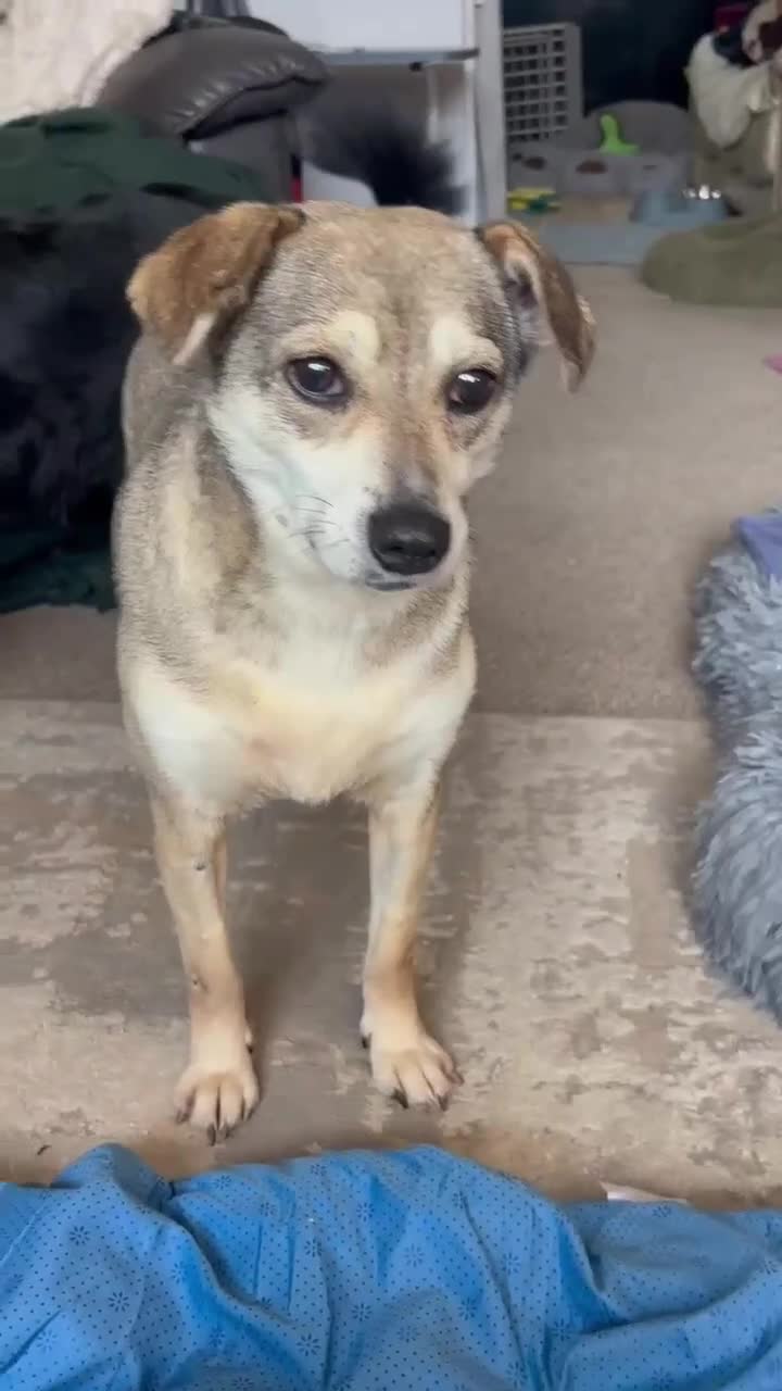Mixed Breed dogs for adoption: Dawn for adoption in Leigh-on-Sea - Video 3