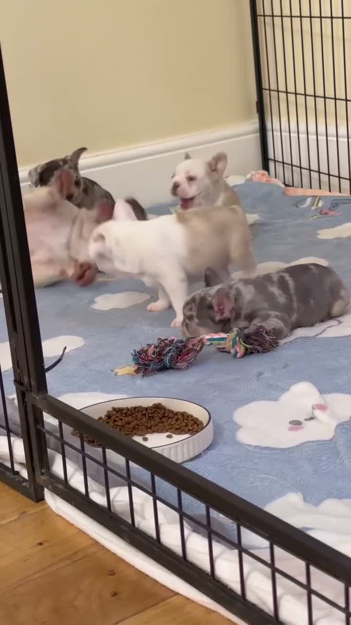 French Bulldog dogs for sale: French Bulldog Puppies – 3 Girls & 1 Boy 🐾💕 - Video 2