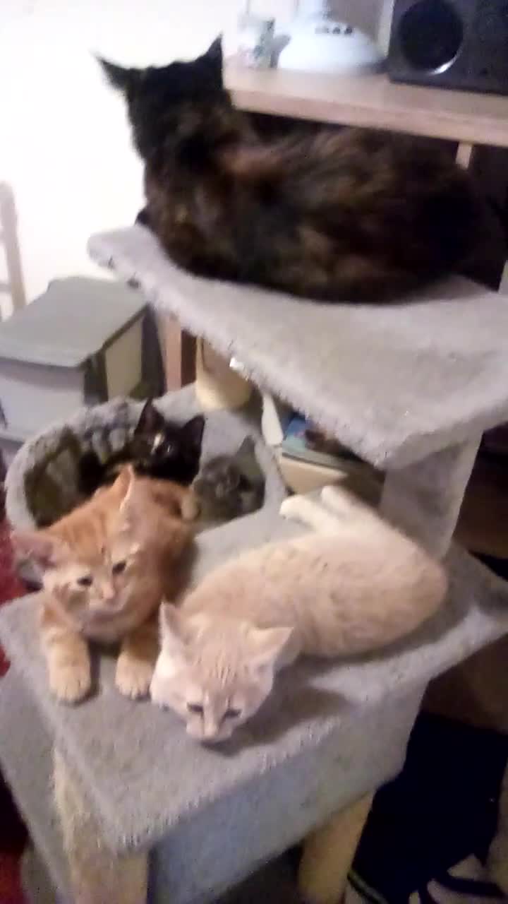 Maine Coon cats for sale: Adorable Maine coon kittens - Video 1