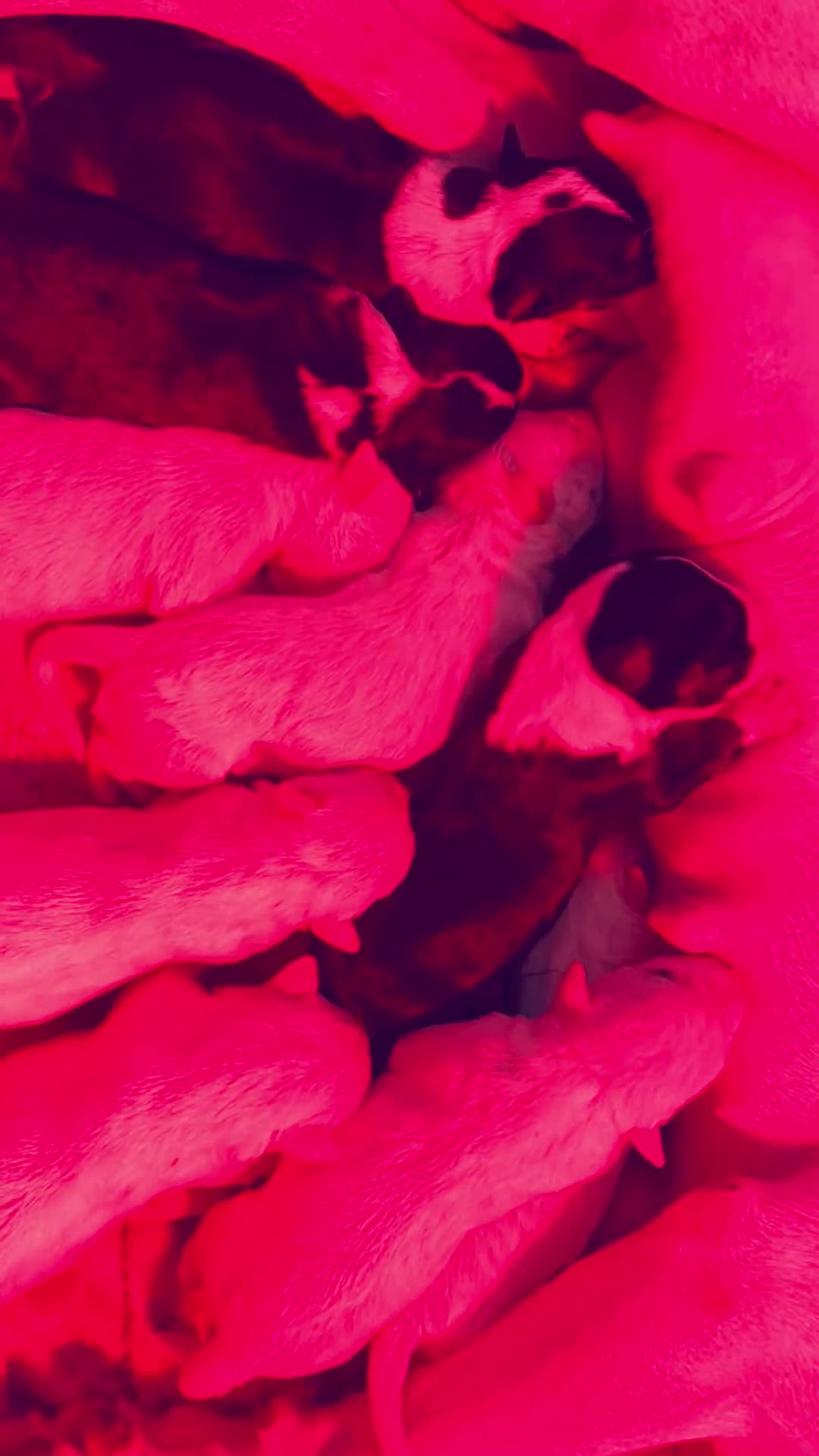 English Bull Terrier dogs for sale: KC Health Tested, UK Champion Lines,  - Video 2