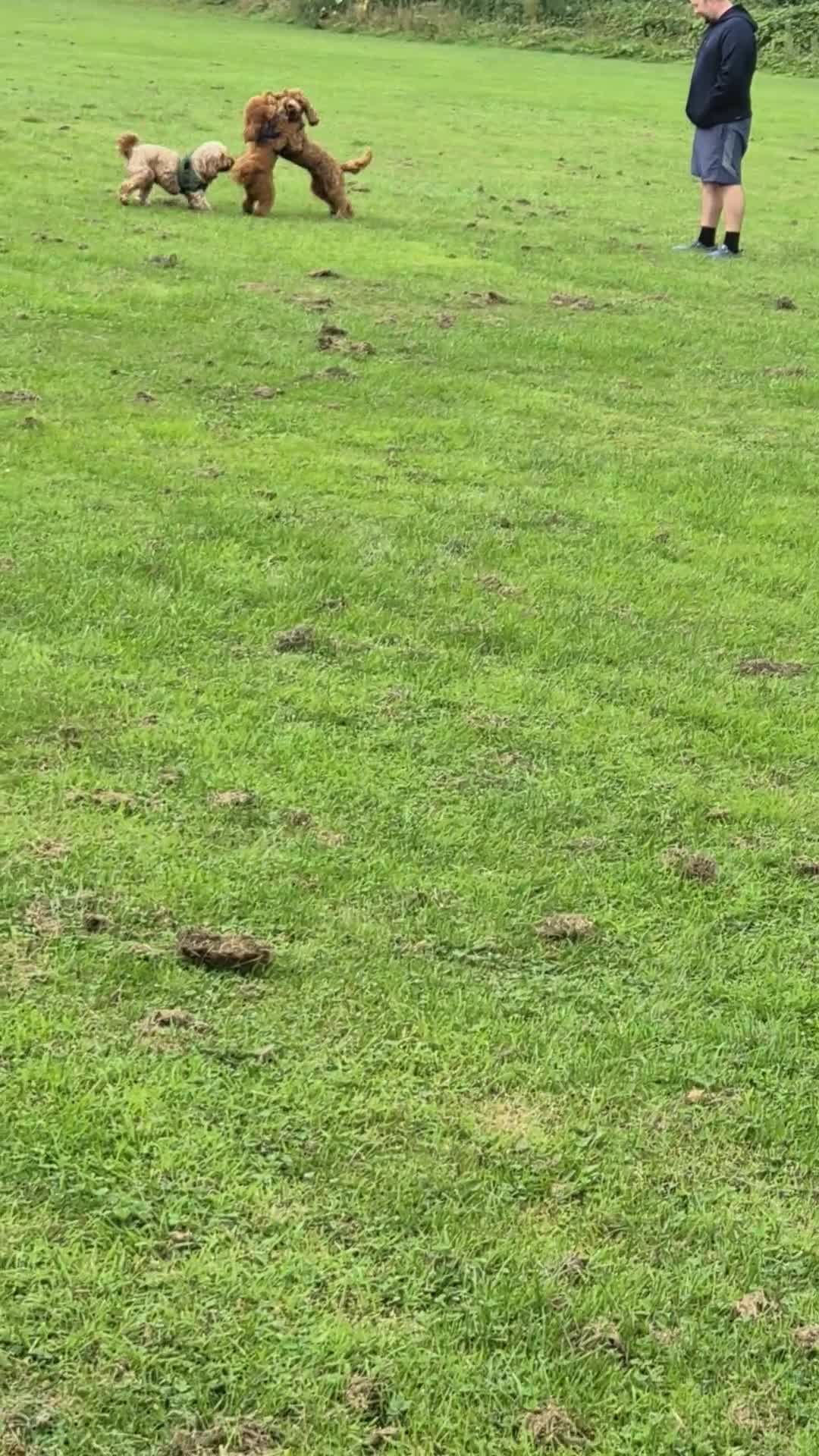 Cockapoo dogs for sale: Gourgous male cockapoo - Video 1