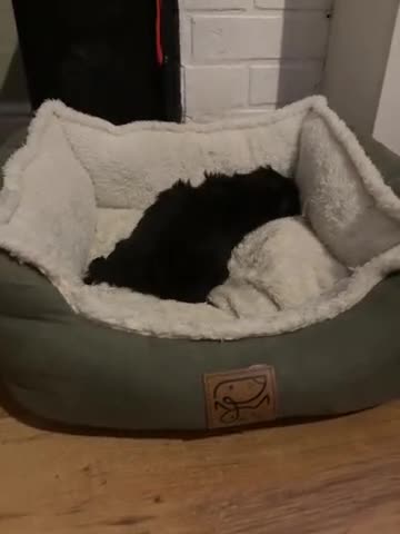 Shih Tzu dogs for sale: shih tzu boy for sale  - Video 1