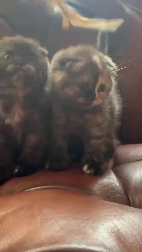 Scottish Fold cats for sale: 💫🐾Adorable kittens looking for loving homes🐾💫 - Video 2