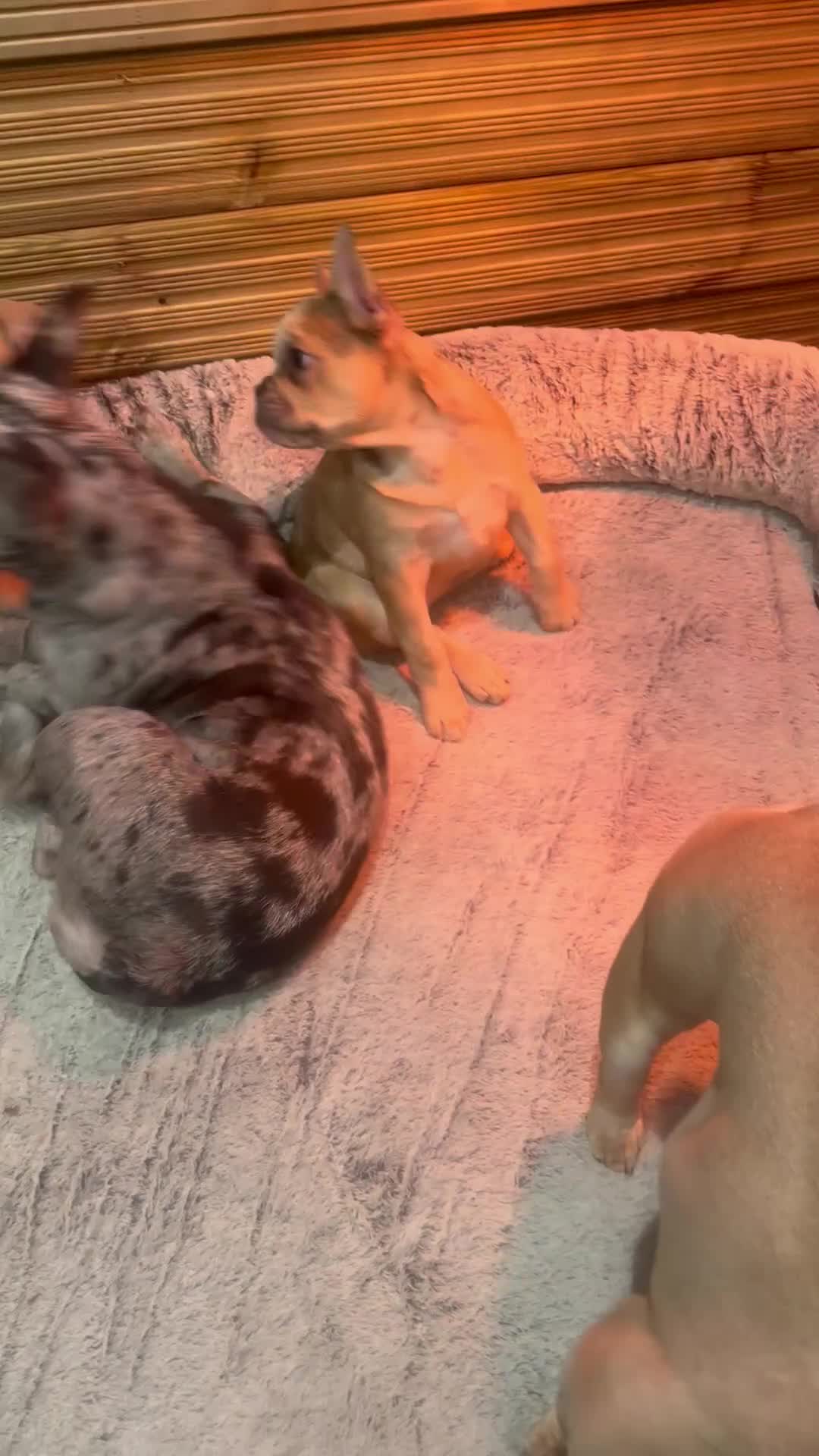 French Bulldog dogs for sale: French bulldog - Video 1