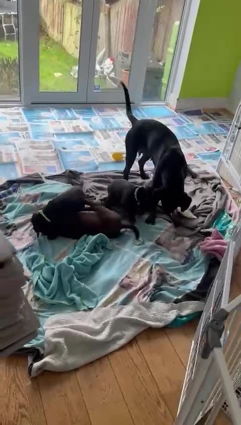 Mixed Breed dogs for sale: Cockapoo/Staffie - Video 1