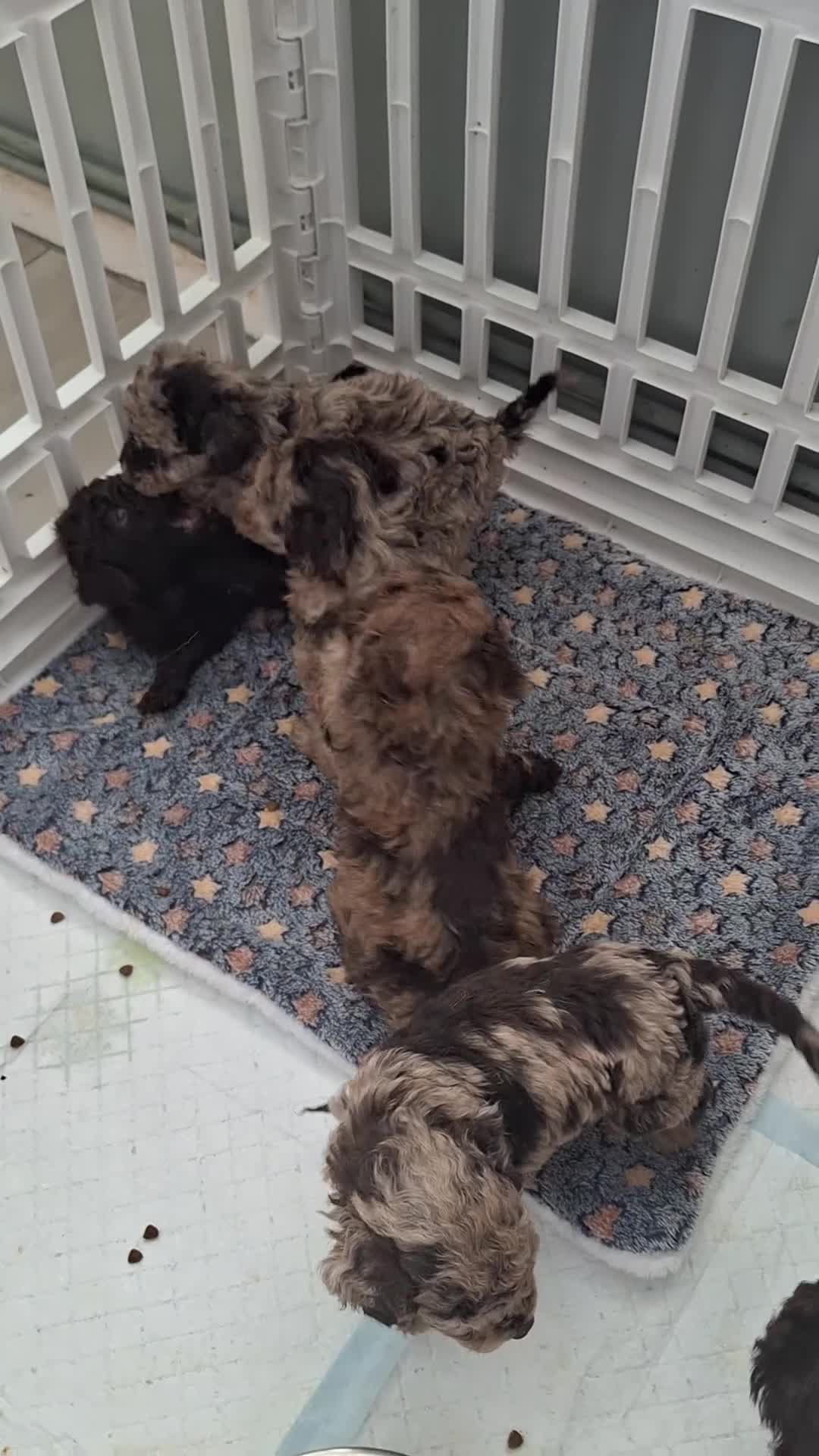 Toy Poodle dogs for sale: SUPERB TINY TOY POODLES - Video 2