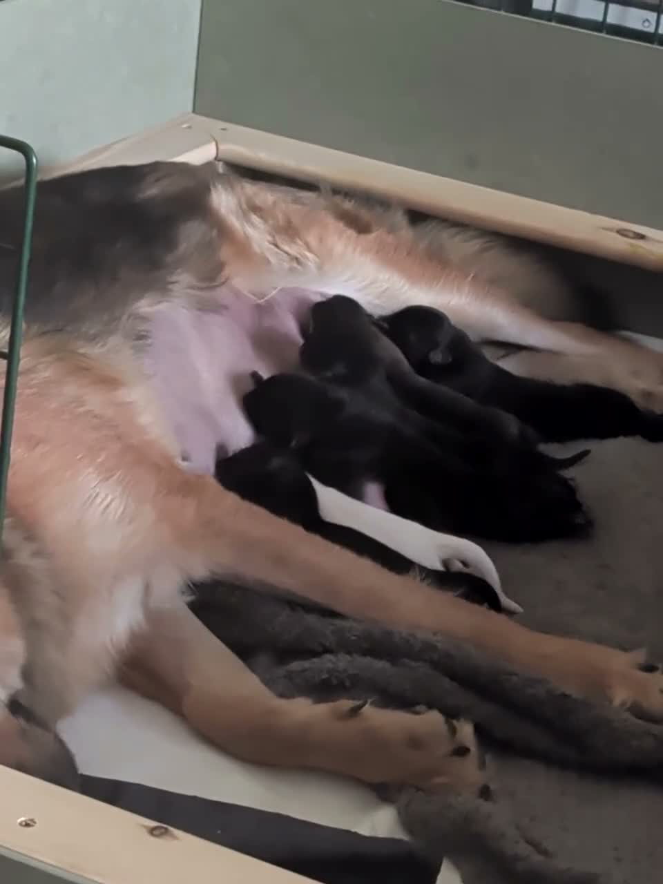 German Shepherd dogs for sale: Beautiful 8 German shepherd puppies - Video 2